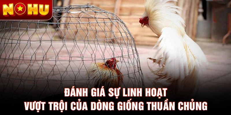 Đánh giá sự linh hoạt vượt trội của dòng giống thuần chủng