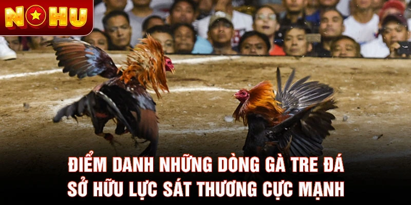 Điểm danh những dòng gà tre đá sở hữu lực sát thương cực mạnh