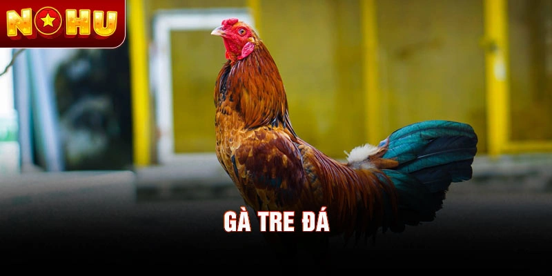 Gà tre đá
