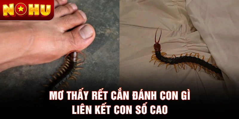 Mơ thấy rết cắn đánh con gì liên kết con số cao
